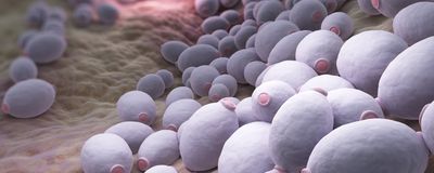 Fungal DNA, Cells Found in Human Tumors