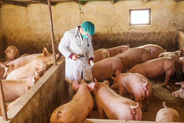 Vaccines using mRNA can protect farm animals against diseases traditional ones may not – and there are safeguards to ensure they won’t end up in your food