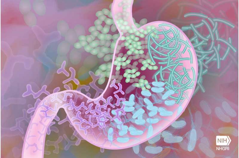 Why do some people live to be 100? Intestinal bacteria may hold the answer