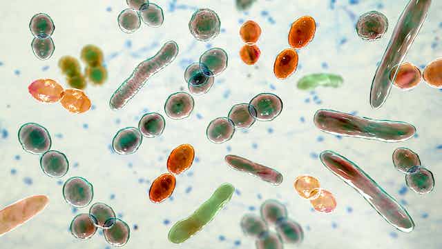 How inert, sleeping bacteria spring back to life